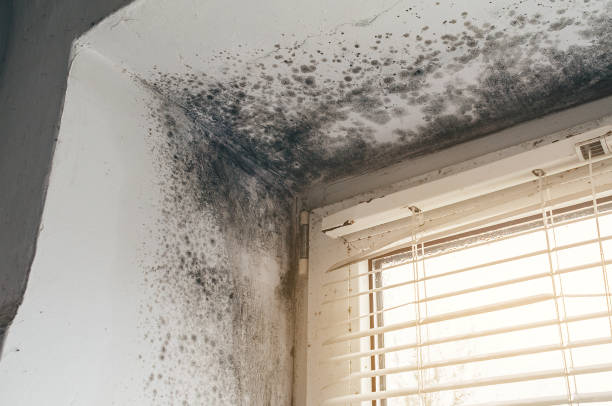 Affordable Black Mold Remediation solutions in Antioch, TN
